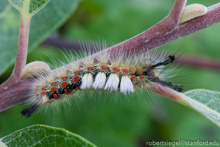 tussock caterpillar